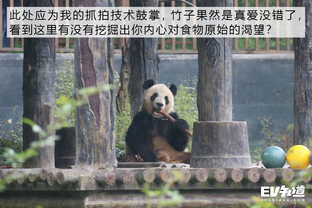 与国宝熊猫亲密接触 一次不寻常的成都之旅