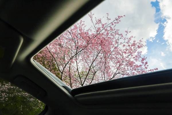 春季赏花攻略驾到,无限春光尽收眼底