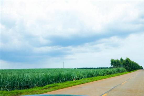                 广东最美旅游公路·菠萝的海
